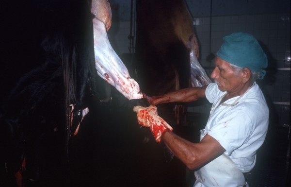 CUBA, Camaguey , Abattoir with man skinning hanging carcase