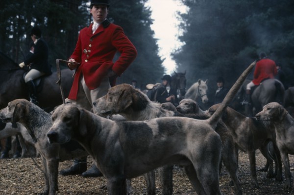 10069254 SPORT Equestrian  Fox Hunting Men in traditional dress standing with pack of hounds