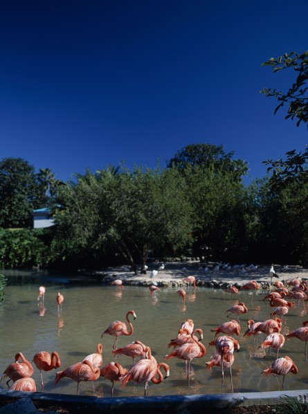 USA, Florida , Orlando, Seaworld. Pink Flamingos in shallow pool