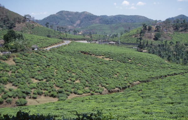 INDIA, Kerala, Agriculture, View over Tea Plantation in the hills