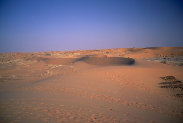 SAUDI ARABIA, Eastern Province, Howtah, Low red sand dunes with tracks of sheep and goats in front