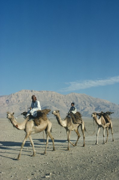 EGYPT, Luxor, Camel train in desert. 3 camels 2 riders hills behind