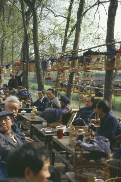 CHINA, Sichuan, Chengdu, Songbirds in cages at a tea house.