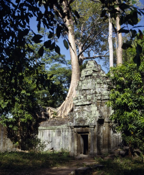 CAMBODIA, Angkor, Ta Prohm temple amongst trees with tree trunk growing through stone wall