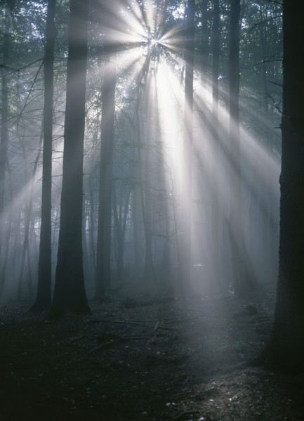 CLIMATE, Sun, Rays from the sun streaming through trees in a forest