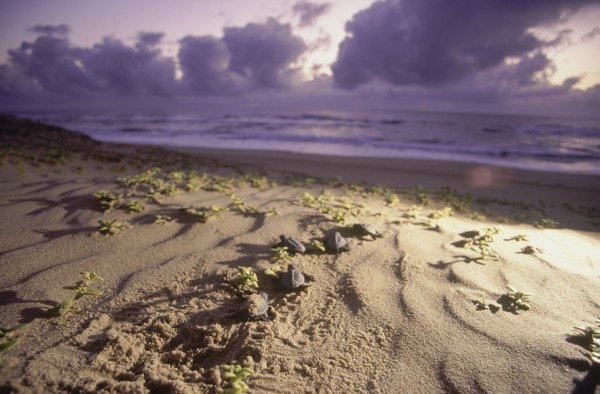 SOUTH AFRICA, KwaZulu Natal, Sodwana Bay National Park, Recently hatched turtles going across a