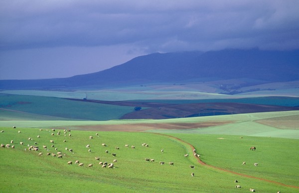 SOUTH AFRICA, Western Cape , Caledon, Sheep grazing on a hillside with stormy sky in background.