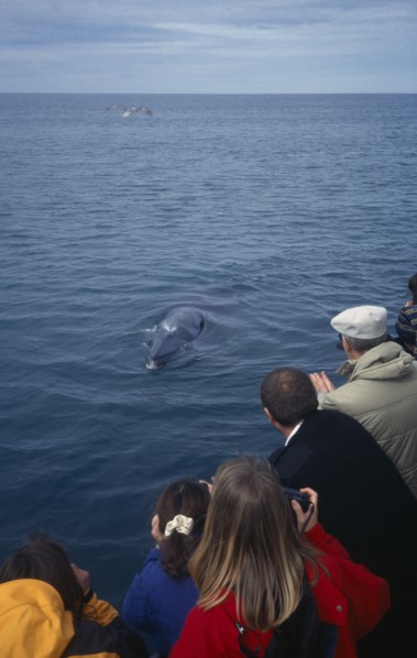 ICELAND, Husavik , Whale watching.