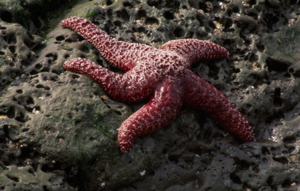 USA, Oregon, Natural History, Star fish Asterias vulgaris on rock underneath water.