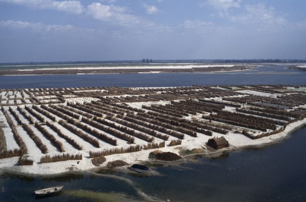 INDIA, Uttar Pradesh, Agriculture, Vegetable farming near Kanpur on dried up river bed of the