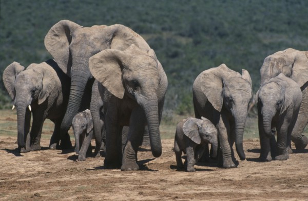 SOUTH AFRICA, Cape Province, Animals, Addo Elephant National Park. Breeding herd of elephants with