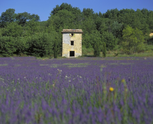 FRANCE, Provence  Cote D'Azur, Vaucluse, Old farm building in lavender field with forest behind