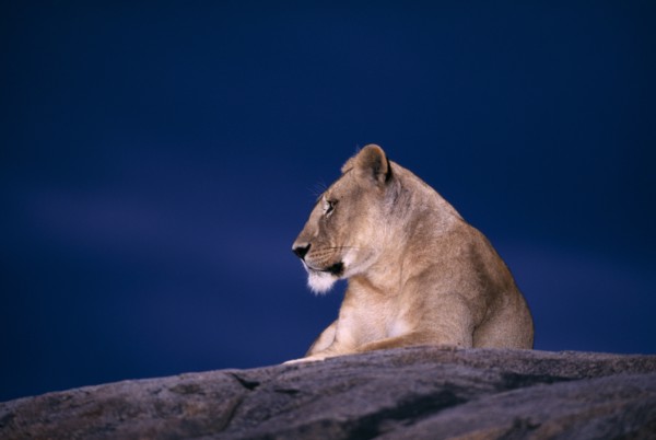 TANZANIA, Serengeti National Park, Lioness (Panthera Leo) lying on a rock with a dark blue sky