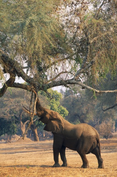 ZIMBABWE, Mana Pools National Park, Elephant (Loxodonta Africana) reaching up to pull seeds from