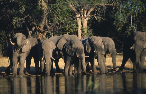 BOTSWANA, Okavango Delta, African Elephant (Loxodonta Africana) drinking at waterhole.