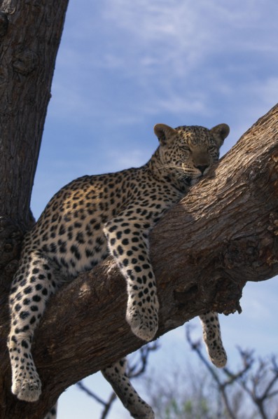 NAMIBIA, Harnas, Young adult leopard (Panthera pardus) lying in tree