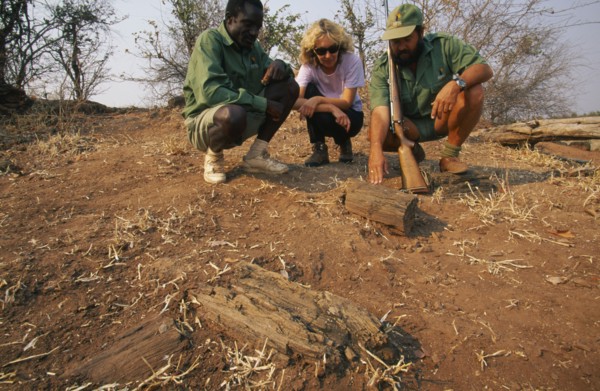 ZIMBABWE, Matusadona National Park, Trailists looking at a fossilised tree at mashonaland.