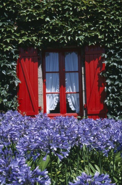 FRANCE, Brittany, Ile De Brehat , Red shuttered window with ivy growing on surrounding wall and