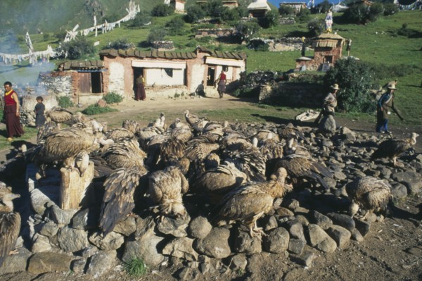 TIBET, Lhasa, Drigung Tli, Sky burial site with vultures gathered on the ground in front of people