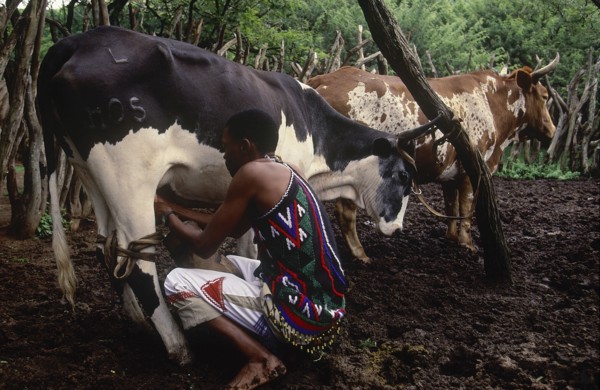SOUTH AFRICA, KwaZulu Natal, Melmoth, Zulu man milking Nguni cow in cattle enclosure at Simunye