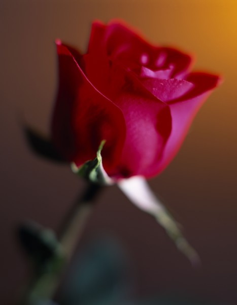 FLOWERS, Rose, Still life of single red Rose with green stem