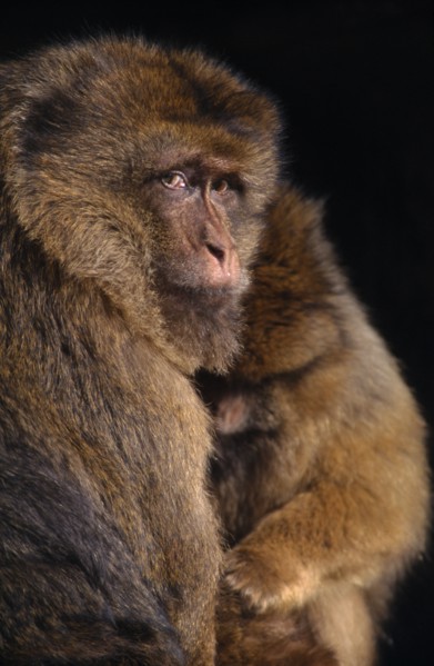 ANIMALS, Apes, Barbary Ape (Macaca Sylvanus) in captivity  Norfolk England