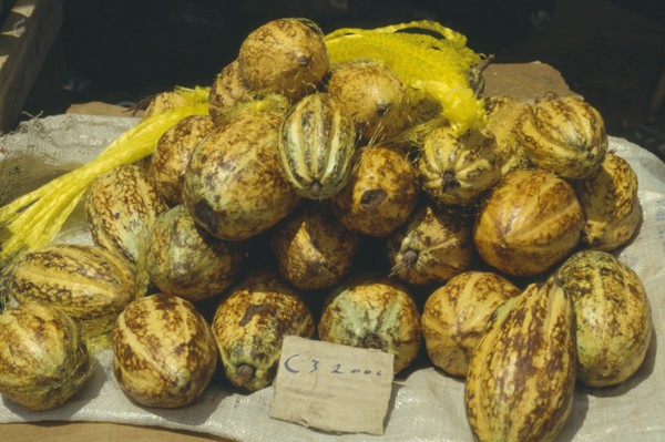BRAZIL,  , Manaus, Cocoa in Market