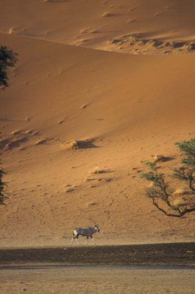 WILDLIFE, Oryx, Oryx standing in desert below sand dune in Namibia