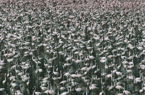 WILDLIFE, Birds, Flamingoes, Greater and Lesser Flamingo (phoenicopterus ruber and minor) massed in