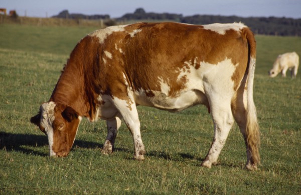 AGRICULTURE, Livestock, Cattle, Red and white cow grazing in a field in the South Downs.