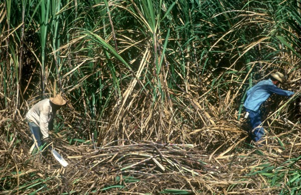 CUBA, Pinar Del Rio , Sugar Harvest workers cutting down crops