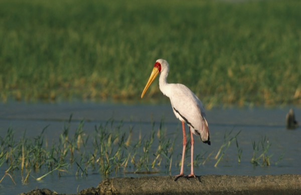 WILDLIFE, Birds, Stork, Yellow Billed Stork standing on the ground by a lake in Kenya