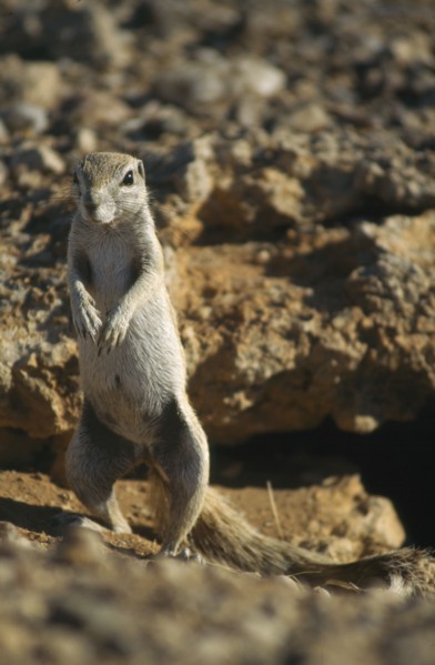 WILDLIFE, Rodents, Prairie Dog, Prairie Dog standing guard in Namibia
