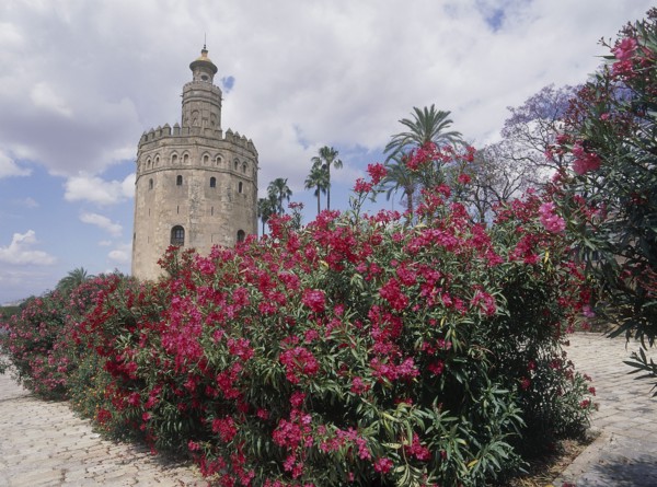 SPAIN, Andalucia, Seville, "Arenal District, Torre del Oro with pink flowers on a shrub in the