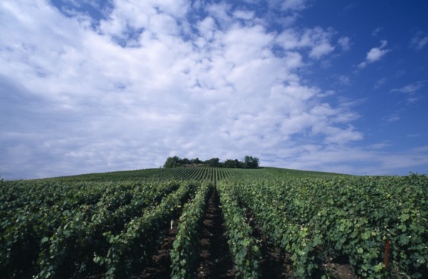 FRANCE, Nord Picardy , Epernay, Champagne vines in lines leading to a wood on the hill above