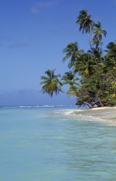 WEST INDIES, Tobago, Pigeon Point, View along shore and beach with palm trees stretching out over