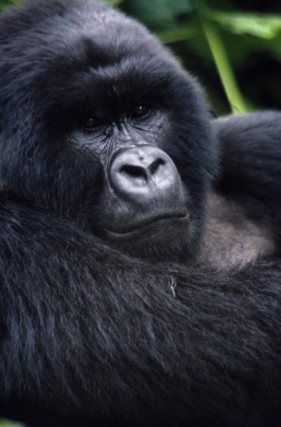 ZAIRE, Animals, Apes, Close view of Mountain Gorilla in natural habitat in the Virunga mountain