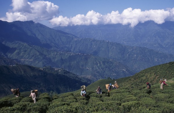 INDIA, West Bengal, Darjeeling, Tea pickers working on high hillside of plantation on tea estate.