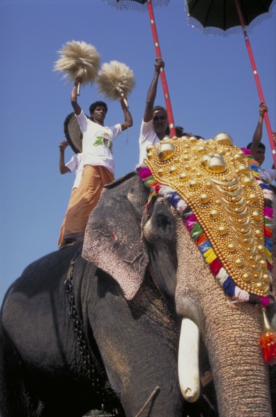 INDIA, Kerala , Trichur, Man  standing on a decorated elephant during the Great Elephant March