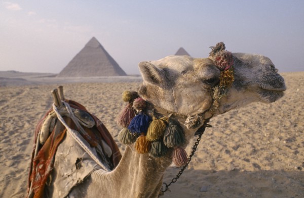EGYPT, Cairo Area, Giza, The Pyramids. Camel In Foreground