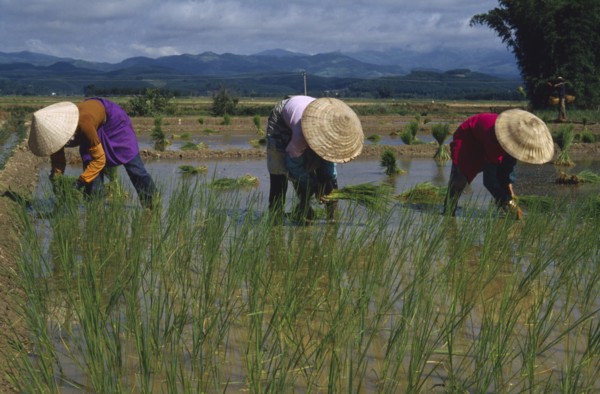 CHINA, Yunnan , Farming, Planting rice