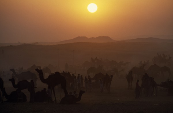 INDIA, Rajasthan, Pushkar, Camels and traders at camel fair at sunset.