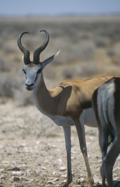 WILDLIFE, Springboks, Springbok at Etosha National Park in Namibia