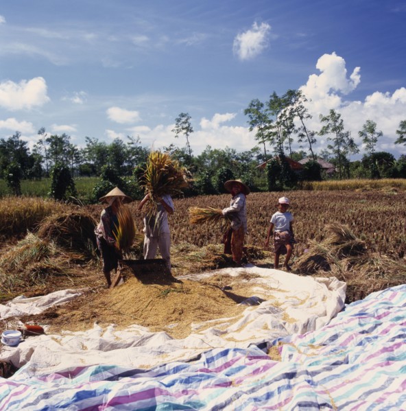 INDONESIA, Lombok, Praya, "Workers threshing rice on plastic mat, rice field & huts in background "