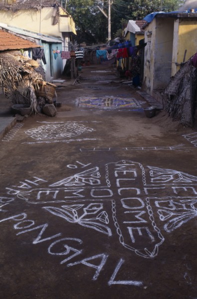 INDIA, Tamil Nadu, Festivals, Pongal Festival.  Four day festival to mark the end of harvest.