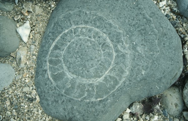 ROCKS, Fossils, Ammonite
