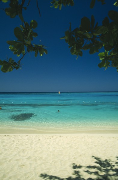 WEST INDIES, Jamaica, Montego Bay, Beach through mangrove trees with swimmers in shallow water and