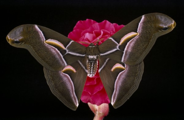 NATURAL HISTORY, Insect, Moth,  American Ailanthus moth.  Cynthia advena.