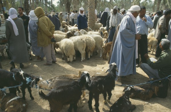 TUNISIA, Douz, Sahara, Livestock Market