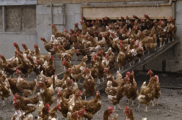 AGRICULTURE, Livestock, Poultry, Free range hens leaving their coop.